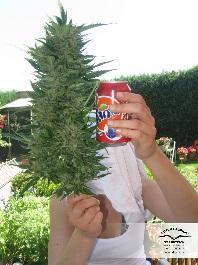 Dutch Passion - Auto Mazar (auto/fem.)