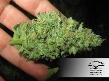 Dutch Passion - Auto Mazar (auto/fem.)
