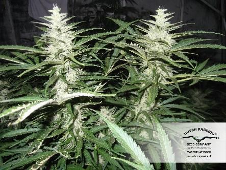 Dutch Passion - Auto Mazar (auto/fem.)