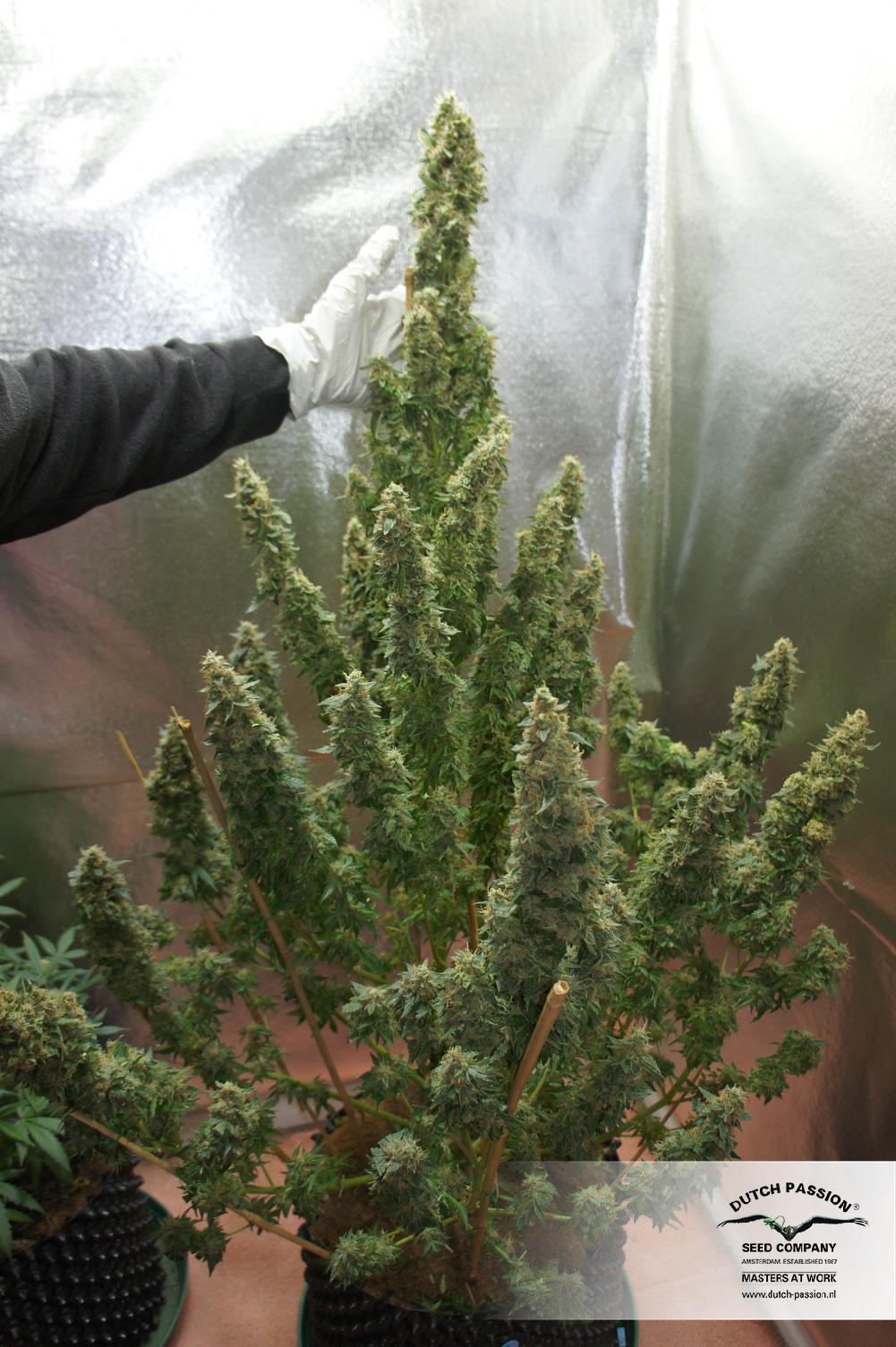 Dutch Passion - Auto Mazar (auto/fem.)