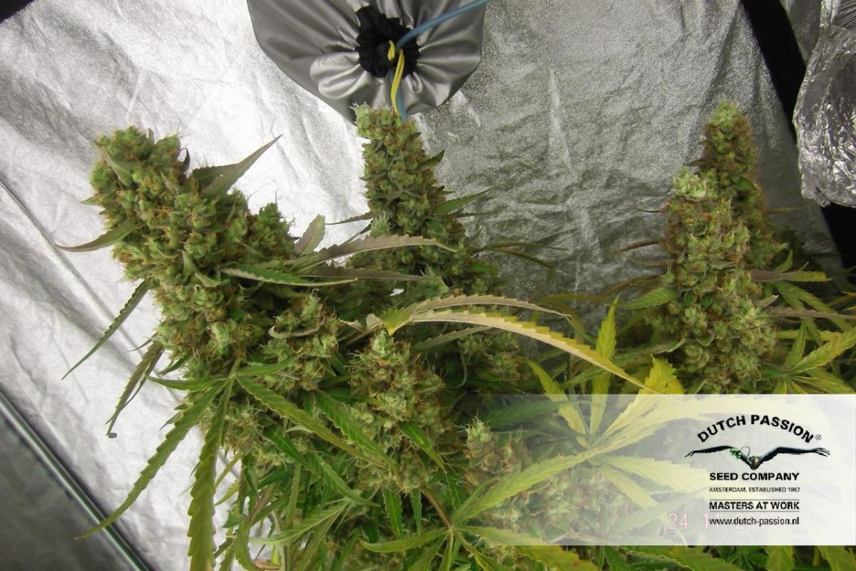 Dutch Passion - Auto Mazar (auto/fem.)