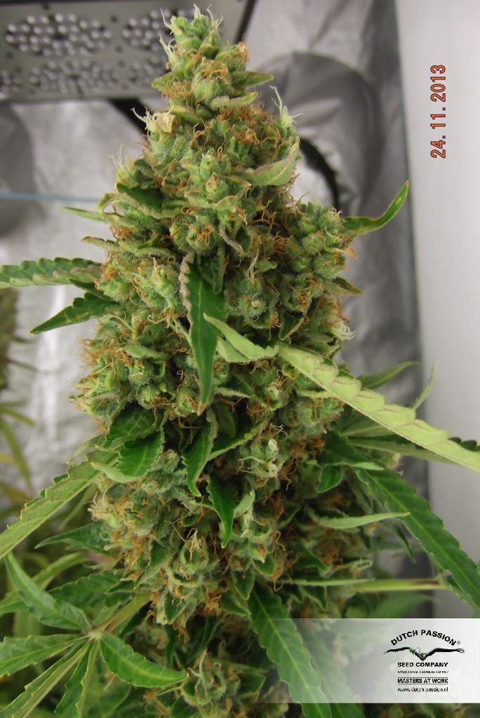 Dutch Passion - Auto Mazar (auto/fem.)