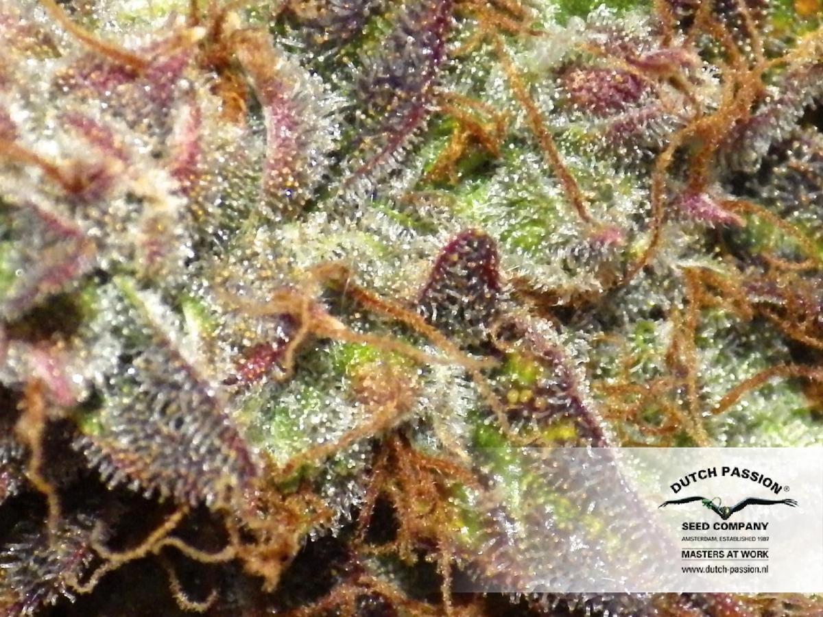 Dutch Passion - Auto Mazar (auto/fem.)