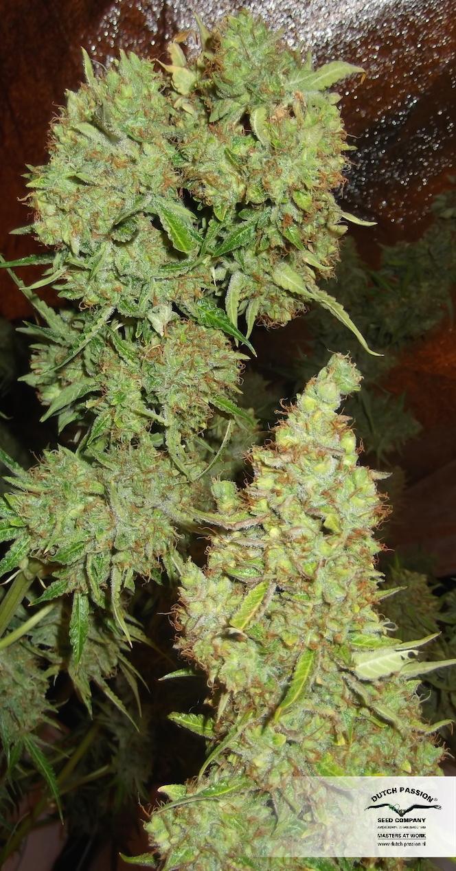 Dutch Passion - Auto Mazar (auto/fem.)