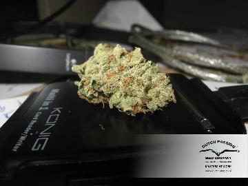Dutch Passion - Auto Mazar (auto/fem.)