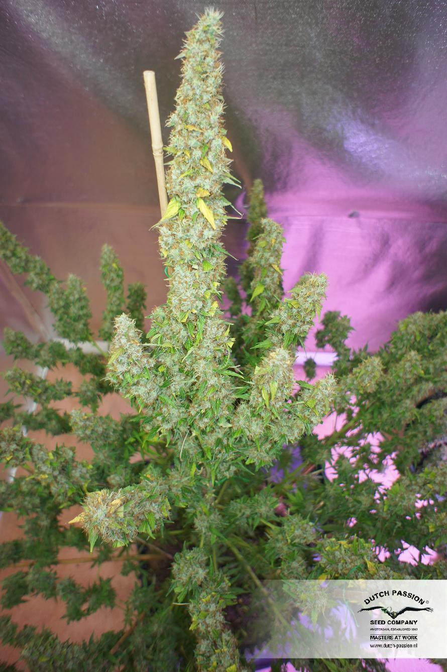 Dutch Passion - Auto Mazar (auto/fem.)