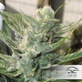 Dutch Passion - Auto Mazar (auto/fem.)