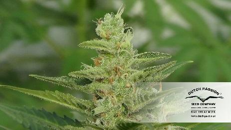 Dutch Passion - Auto Mazar (auto/fem.)