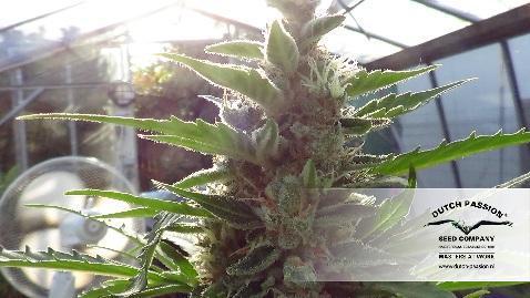 Dutch Passion - Auto Mazar (auto/fem.)