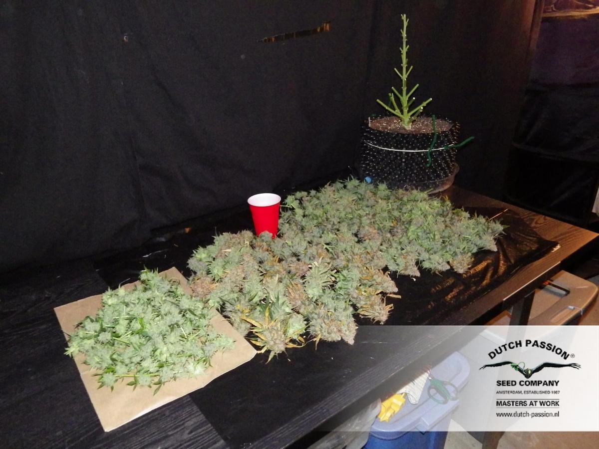 Dutch Passion - Auto Mazar (auto/fem.)