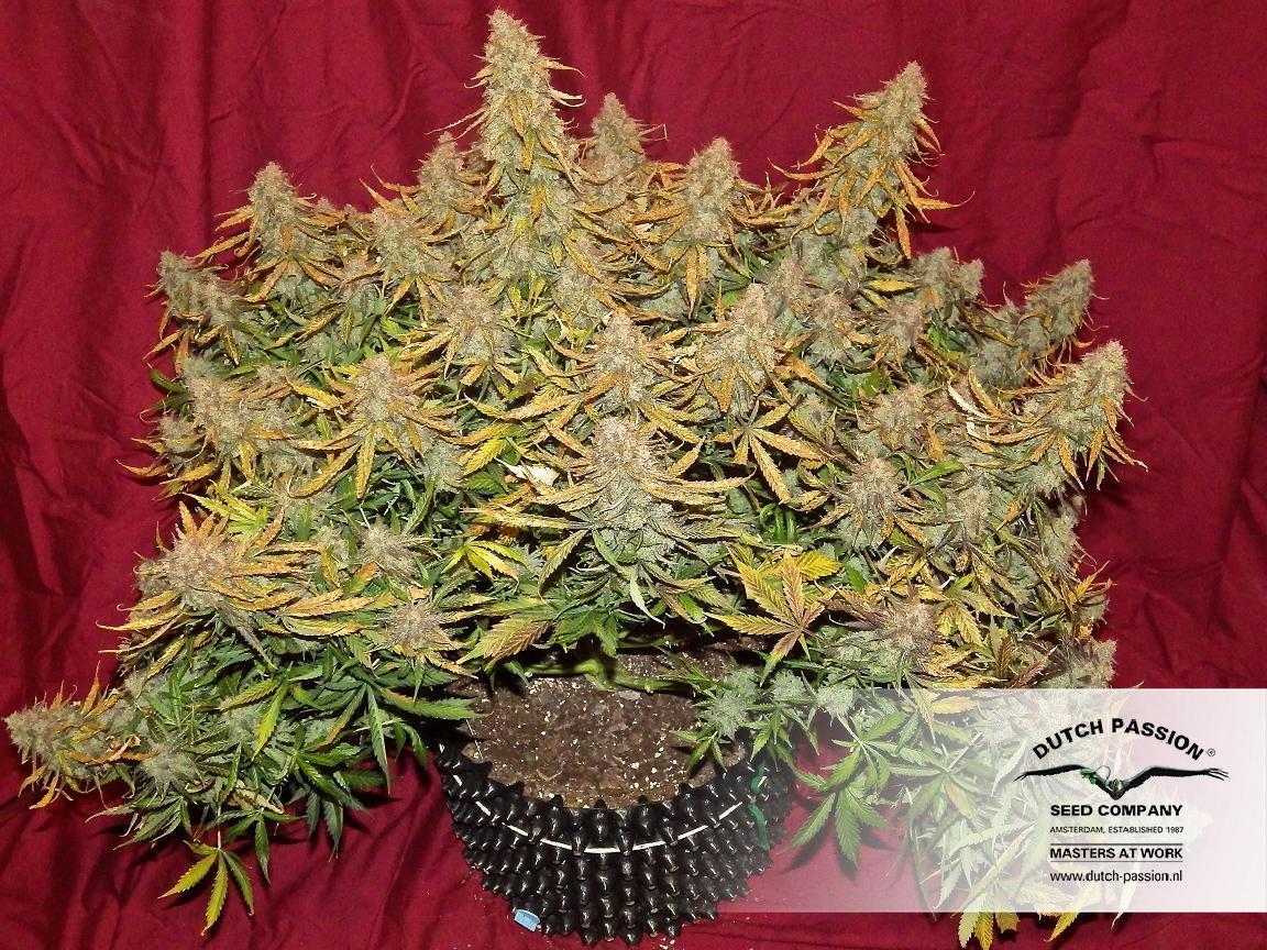 Dutch Passion - Auto Mazar (auto/fem.)