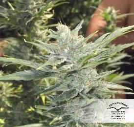 Dutch Passion - Auto Mazar (auto/fem.)