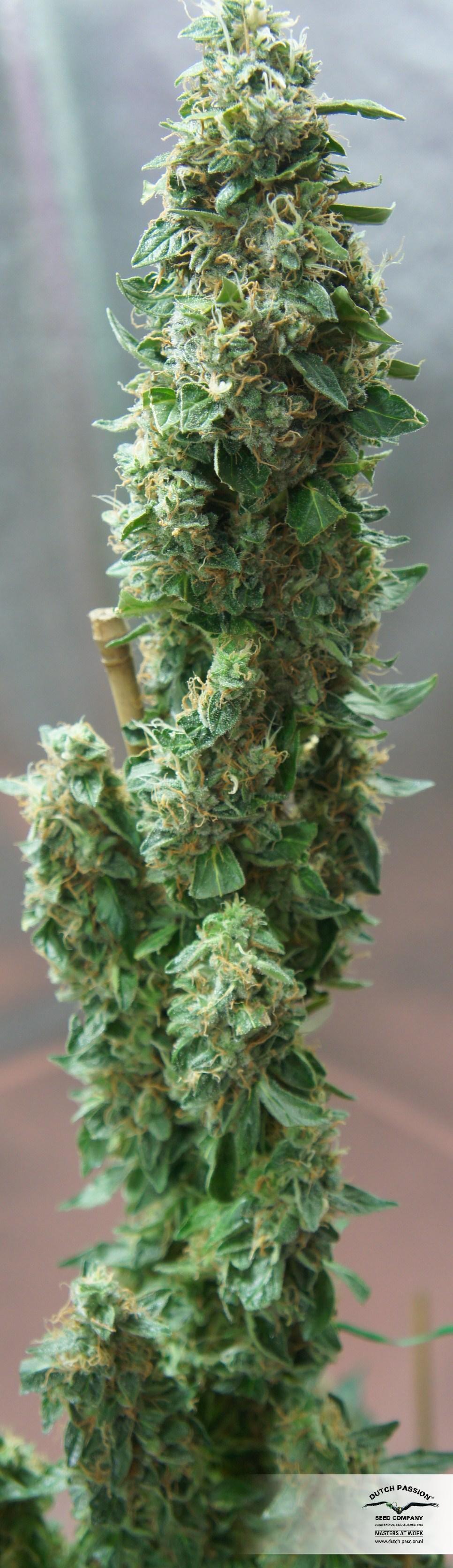 Dutch Passion - Auto Mazar (auto/fem.)