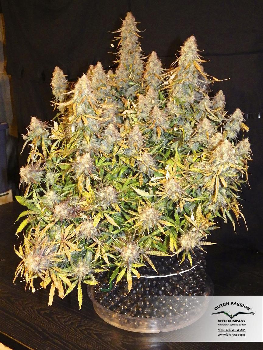 Dutch Passion - Auto Mazar (auto/fem.)