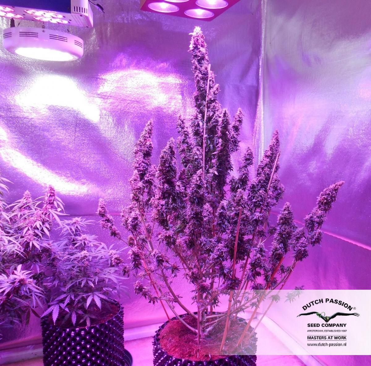 Dutch Passion - Auto Mazar (auto/fem.)