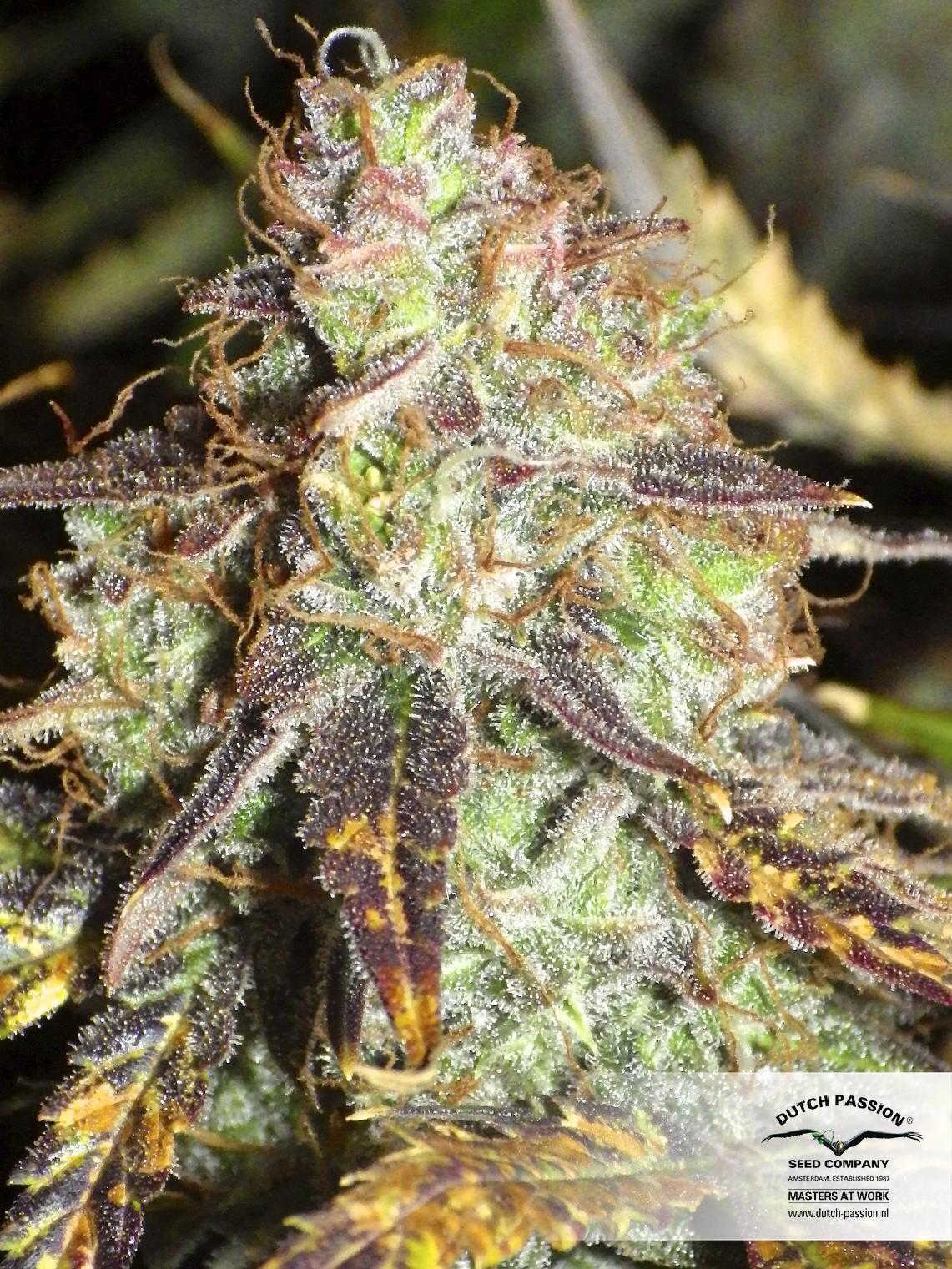 Dutch Passion - Auto Mazar (auto/fem.)