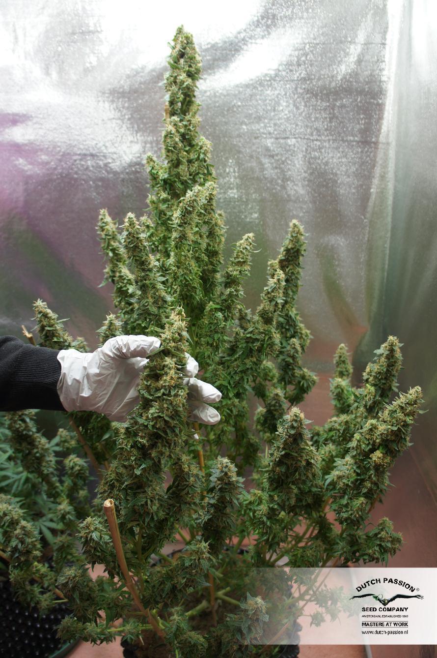 Dutch Passion - Auto Mazar (auto/fem.)