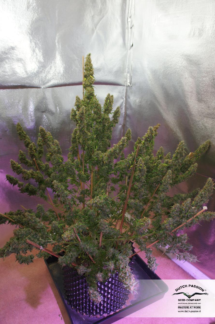 Dutch Passion - Auto Mazar (auto/fem.)