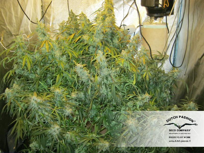 Dutch Passion - Auto Mazar (auto/fem.)