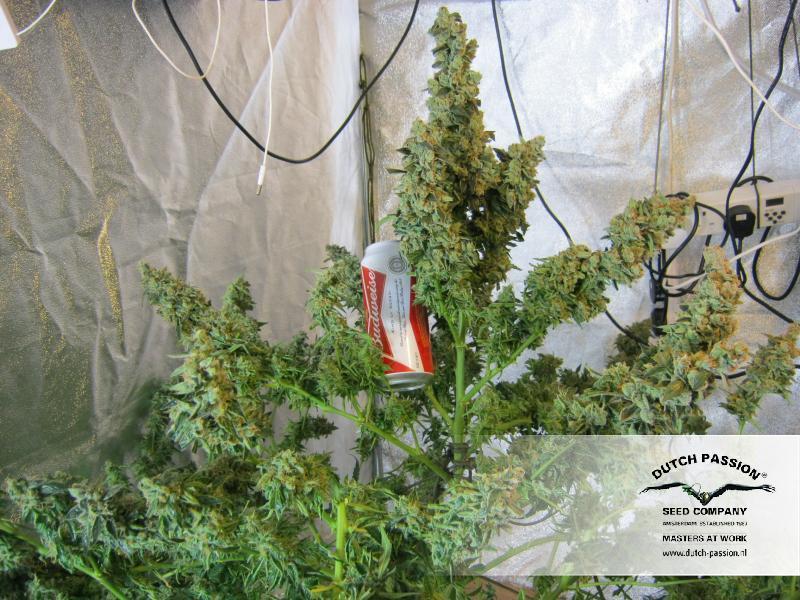 Dutch Passion - Auto Mazar (auto/fem.)