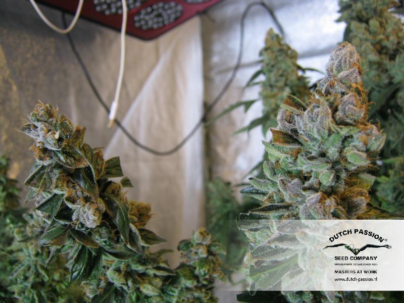 Dutch Passion - Auto Mazar (auto/fem.)