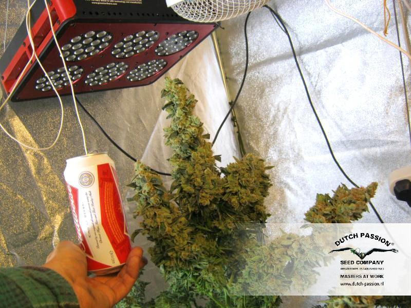 Dutch Passion - Auto Mazar (auto/fem.)