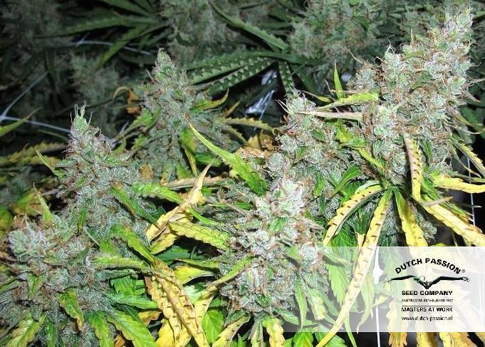 Dutch Passion - Auto Mazar (auto/fem.)