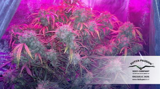 Dutch Passion - Auto Mazar (auto/fem.)
