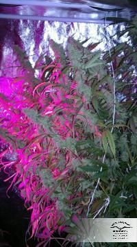 Dutch Passion - Auto Mazar (auto/fem.)