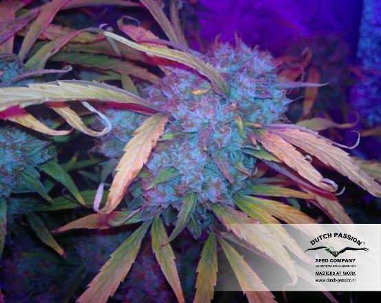 Dutch Passion - Auto Mazar (auto/fem.)