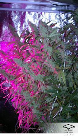 Dutch Passion - Auto Mazar (auto/fem.)