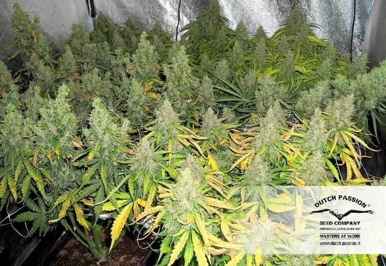 Dutch Passion - Auto Mazar (auto/fem.)