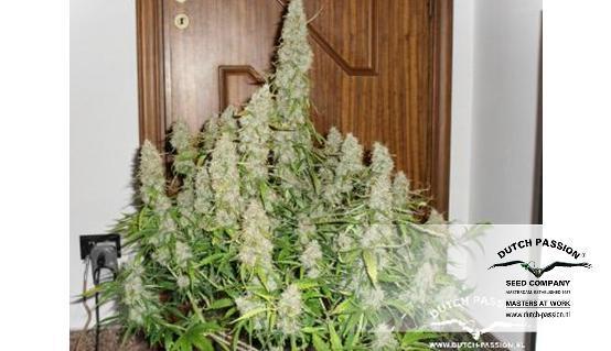 Dutch Passion - Auto Mazar (auto/fem.)