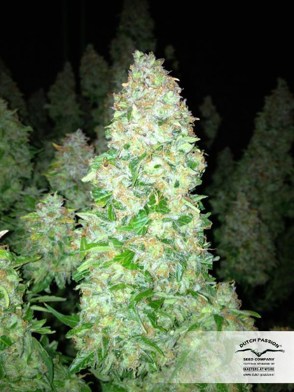 Dutch Passion - Auto Mazar (auto/fem.)