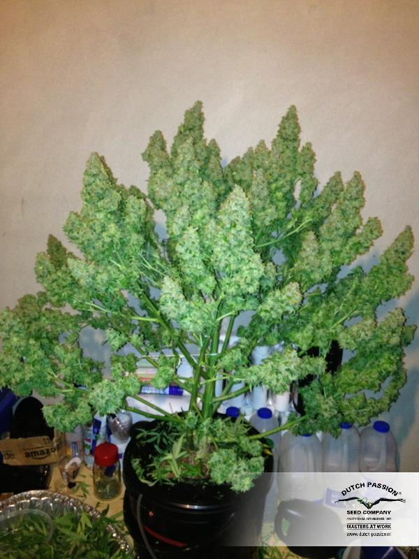Dutch Passion - Auto Mazar (auto/fem.)