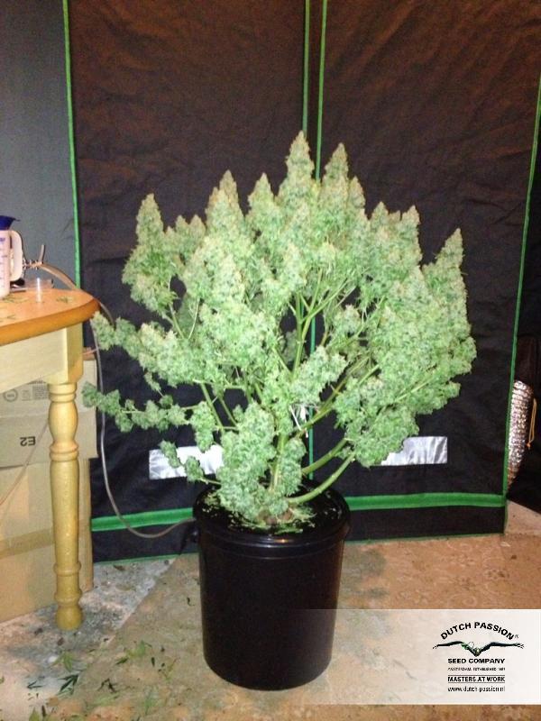 Dutch Passion - Auto Mazar (auto/fem.)