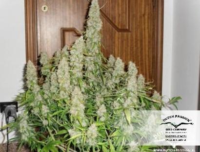Dutch Passion - Auto Mazar (auto/fem.)