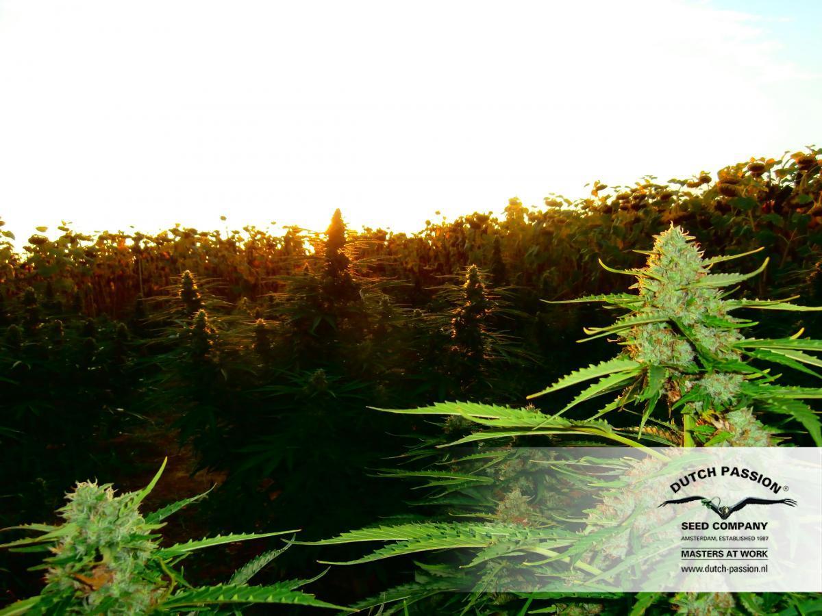 Dutch Passion - Auto Mazar (auto/fem.)