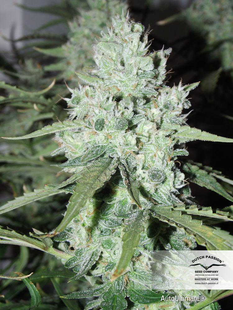 Dutch Passion - Auto Ultimate (auto/fem.)
