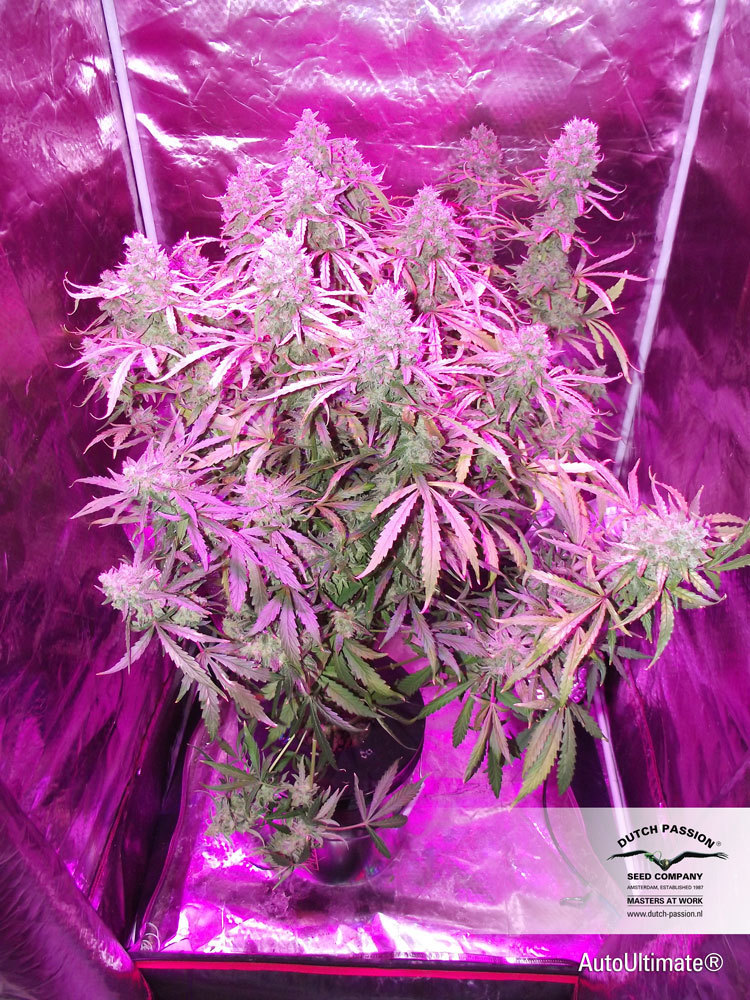 Dutch Passion - Auto Ultimate (auto/fem.)
