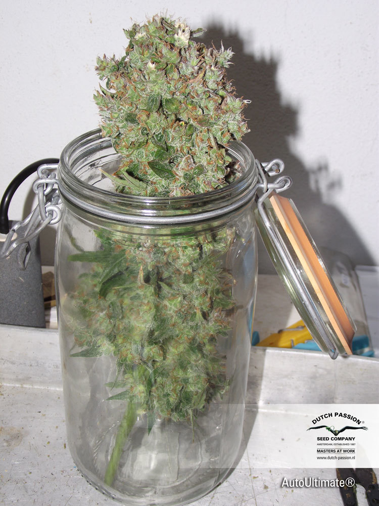 Dutch Passion - Auto Ultimate (auto/fem.)