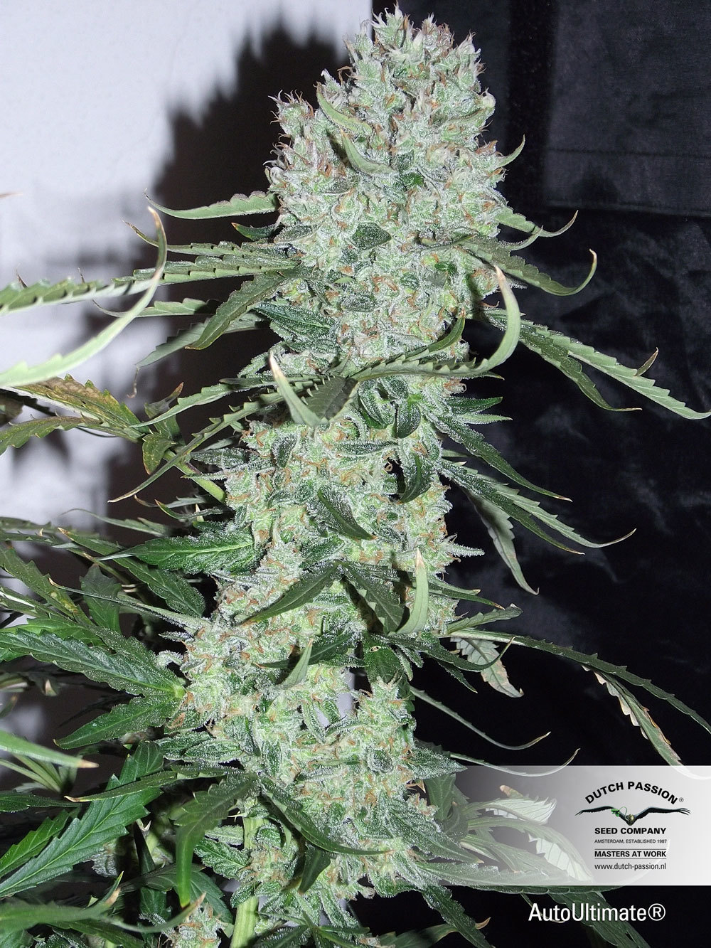 Dutch Passion - Auto Ultimate (auto/fem.)