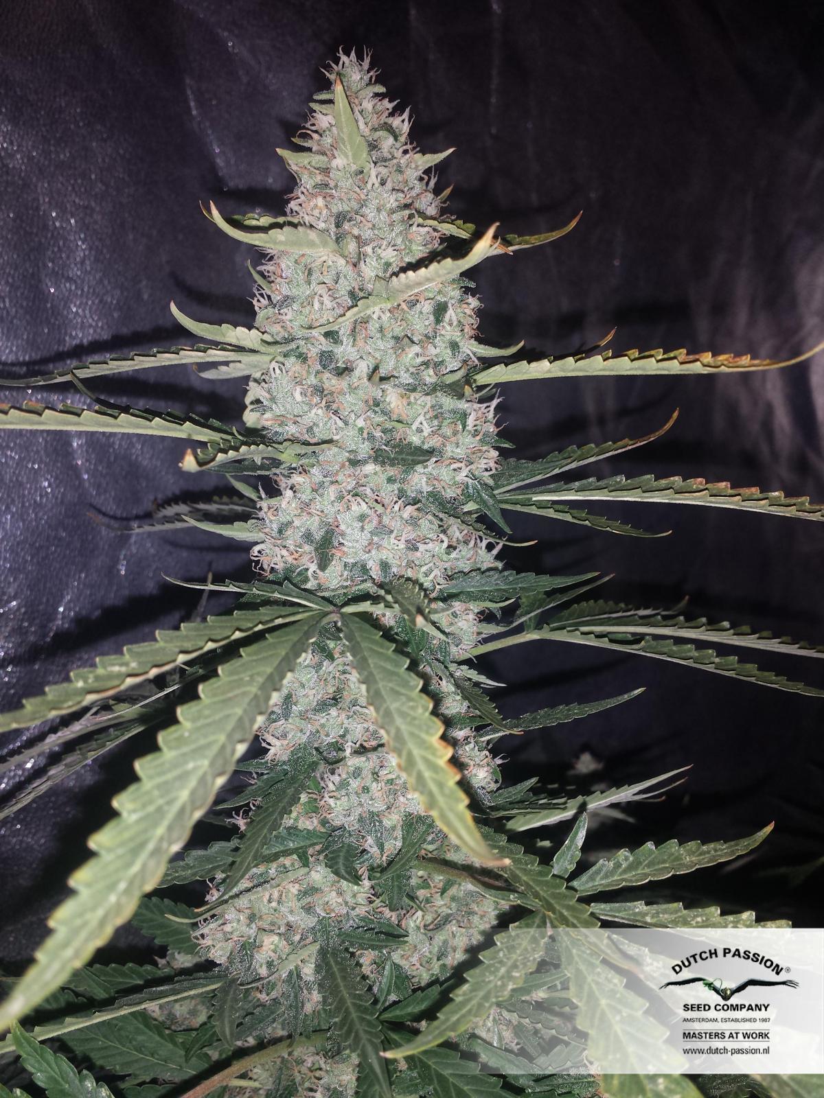 Dutch Passion - Auto Ultimate (auto/fem.)