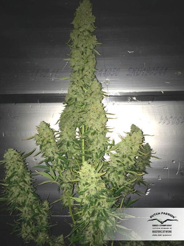 Dutch Passion - Auto Ultimate (auto/fem.)