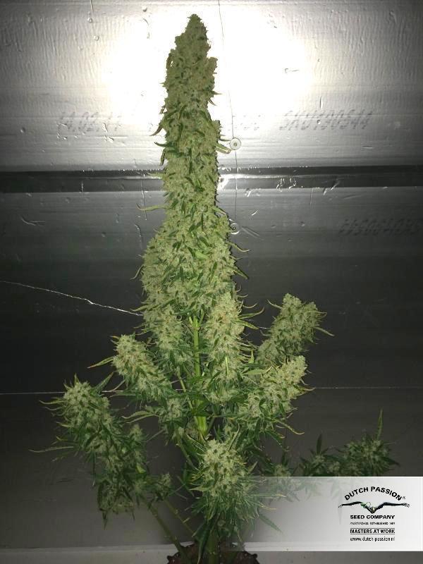 Dutch Passion - Auto Ultimate (auto/fem.)