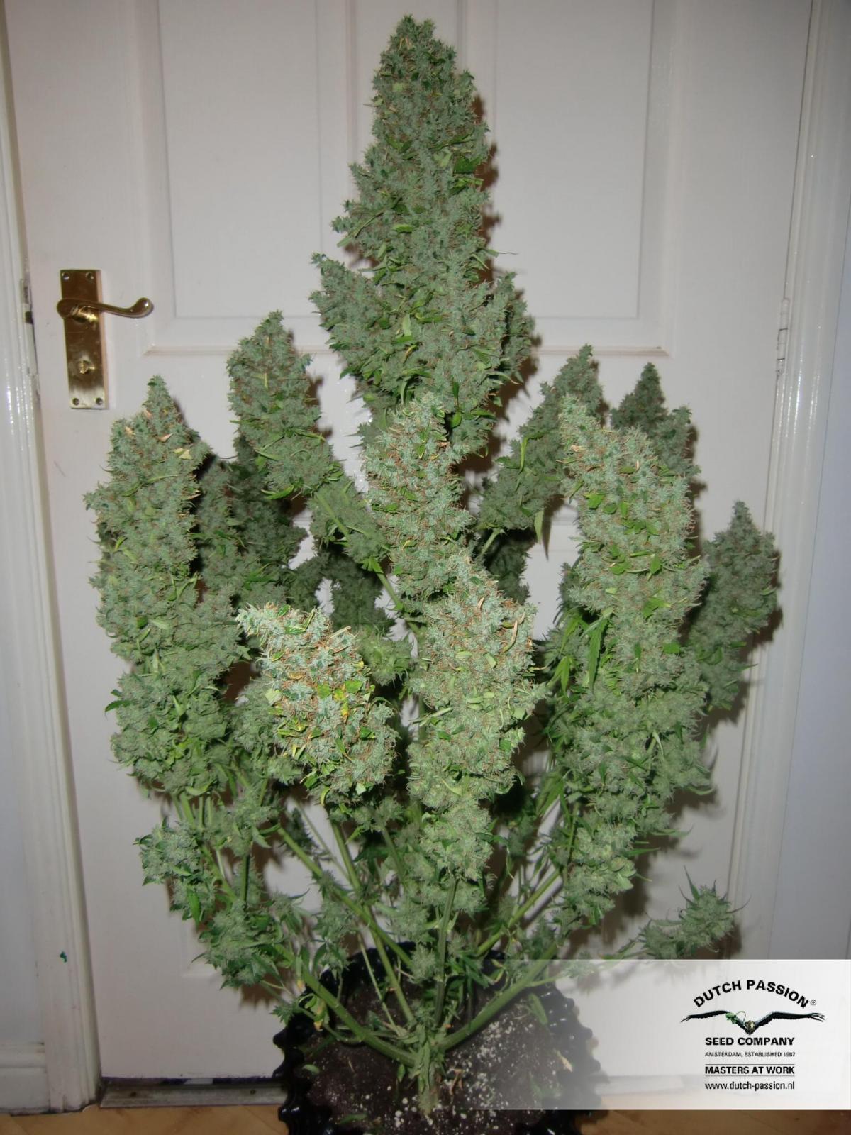 Dutch Passion - Auto Ultimate (auto/fem.)