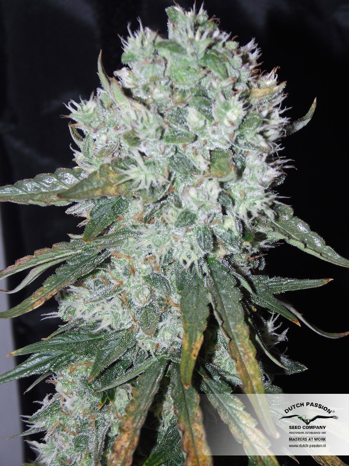 Dutch Passion - Auto Ultimate (auto/fem.)