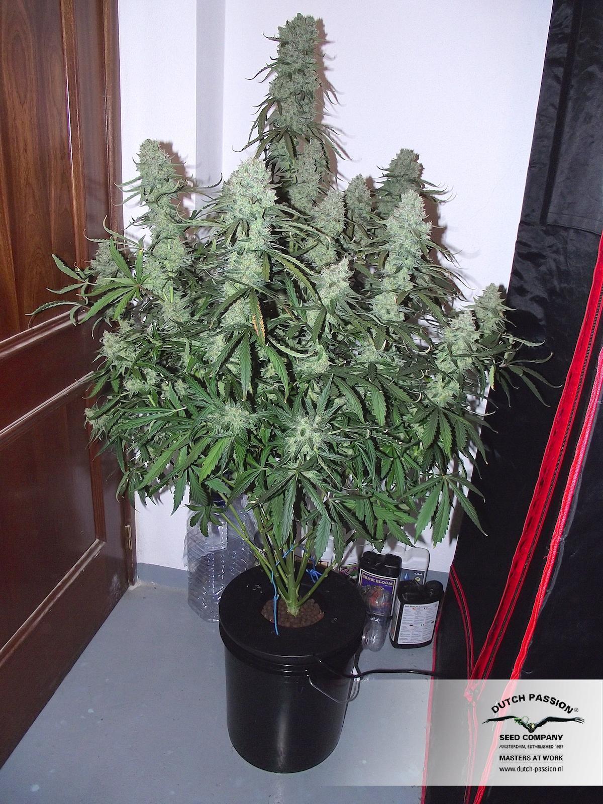 Dutch Passion - Auto Ultimate (auto/fem.)