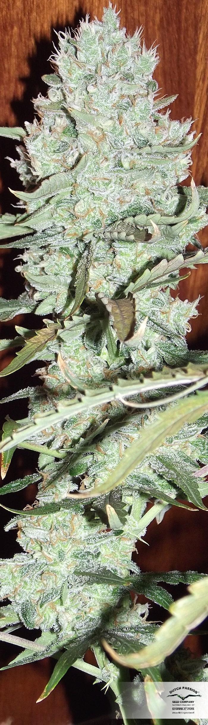 Dutch Passion - Auto Ultimate (auto/fem.)