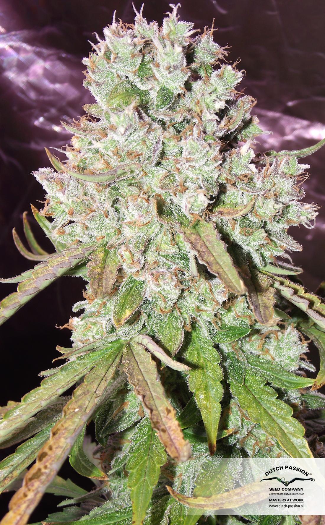 Dutch Passion - Auto Ultimate (auto/fem.)